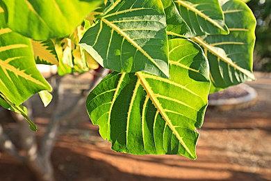 《漫游驿站Wanderstop》宣布延期至2025年 登陆PS5和PC